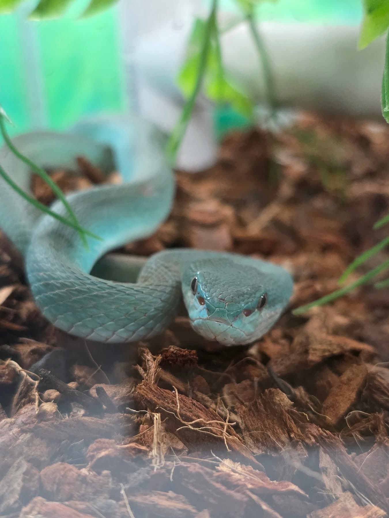 Poseidon the Blue Insularis