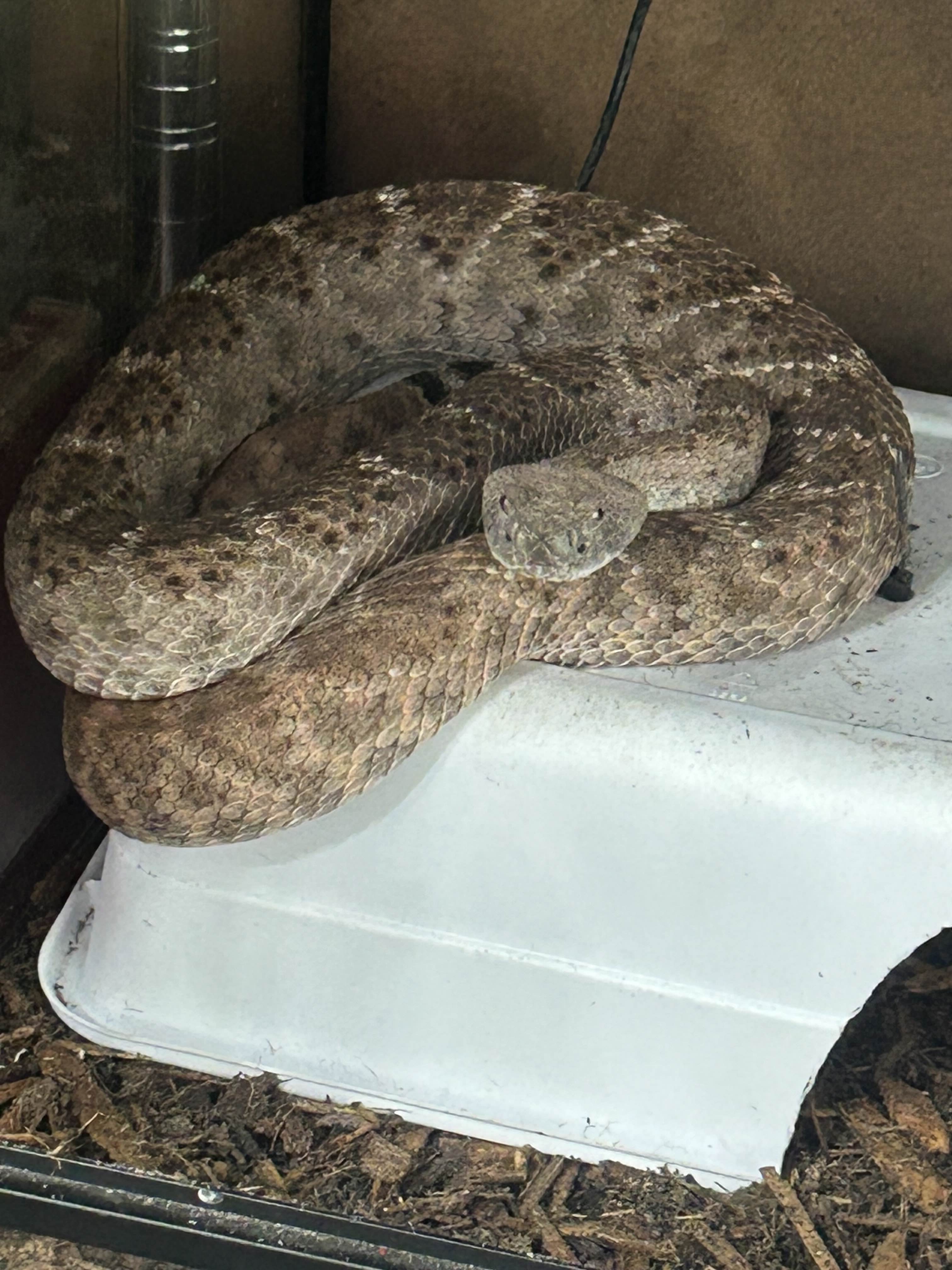 Atlas the Western Diamondback Rattlesnake