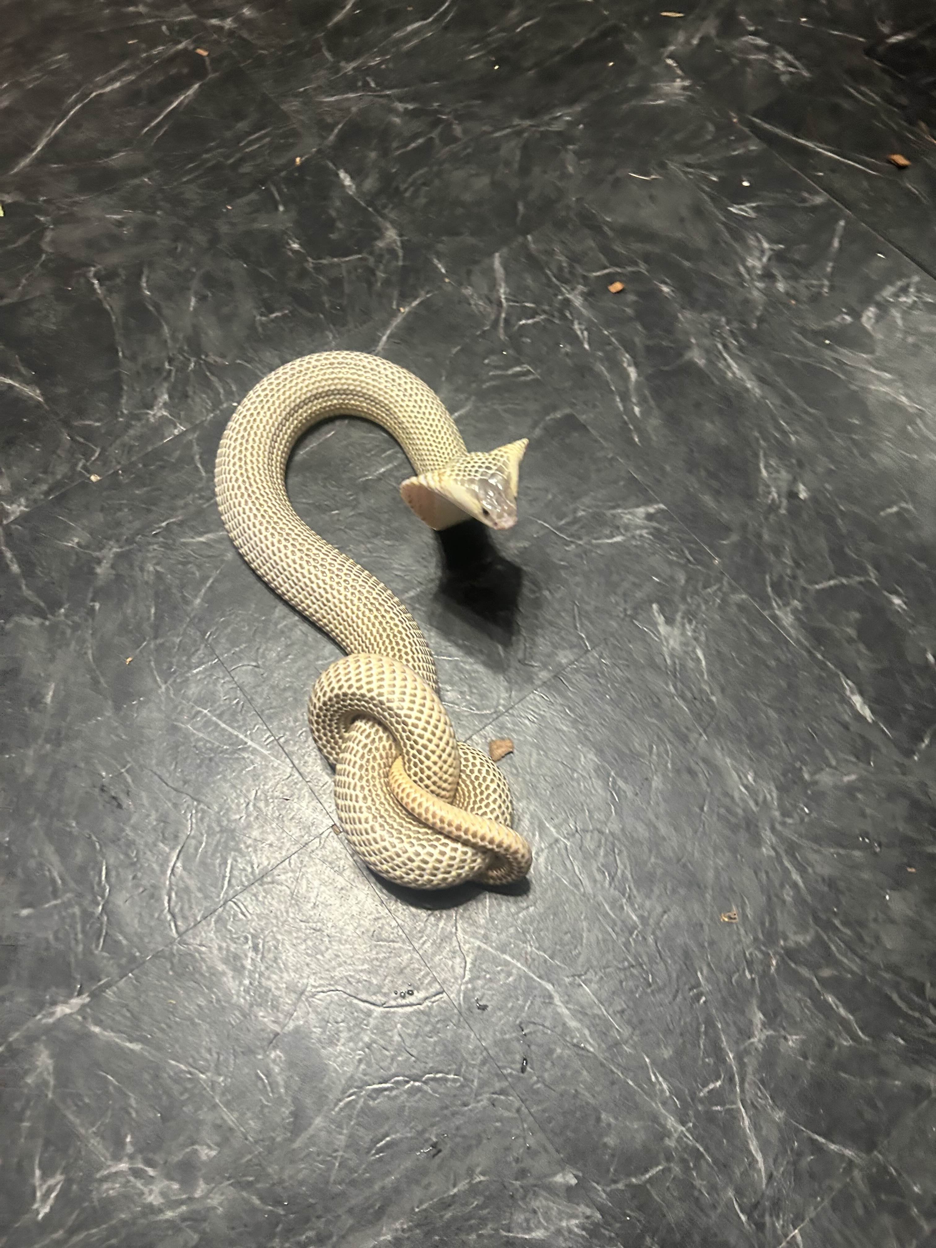 Selene the Monocled Cobra
