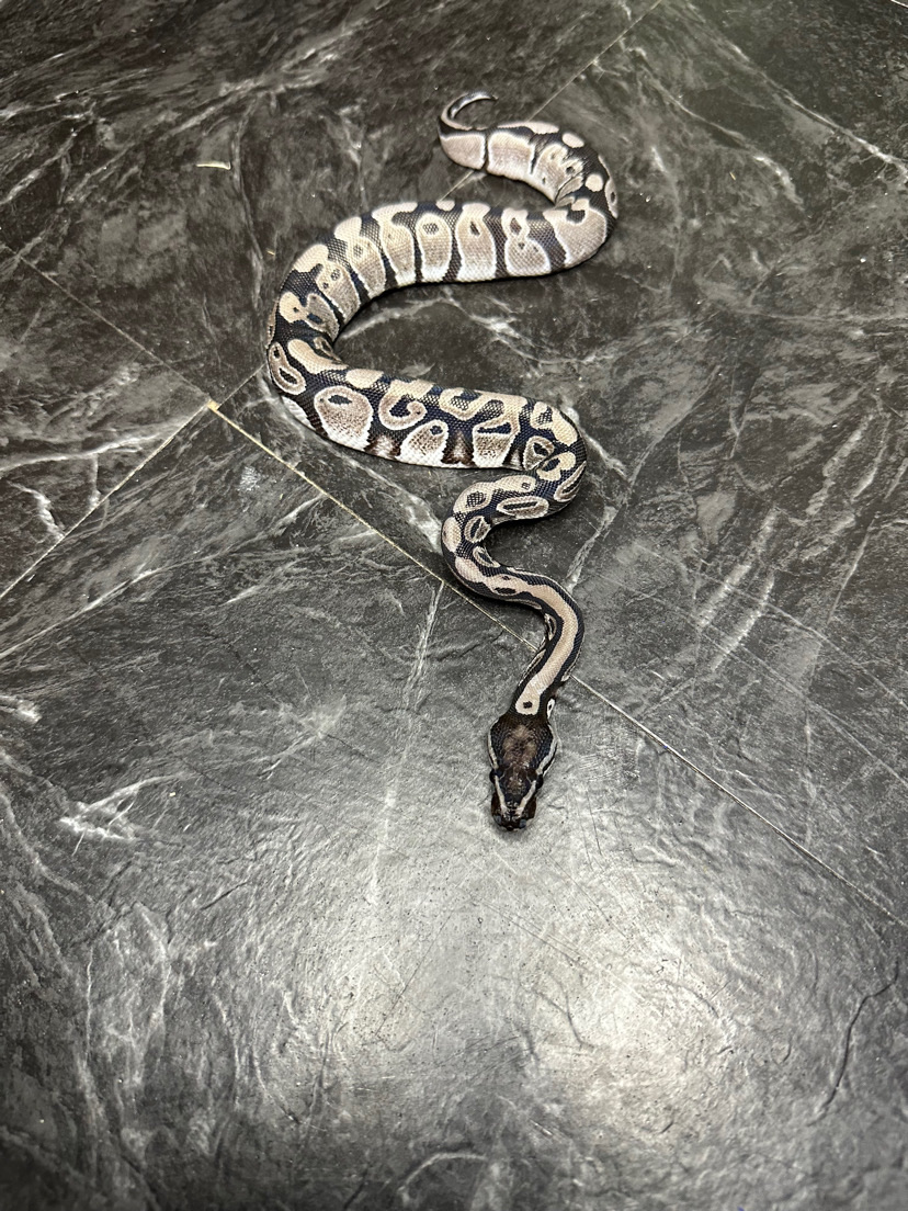 Orcus the Ball Python