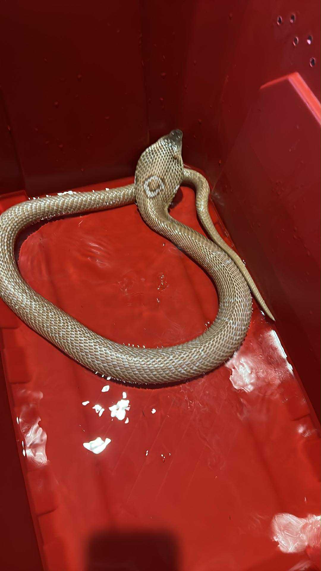 Lilith the Monocled Cobra